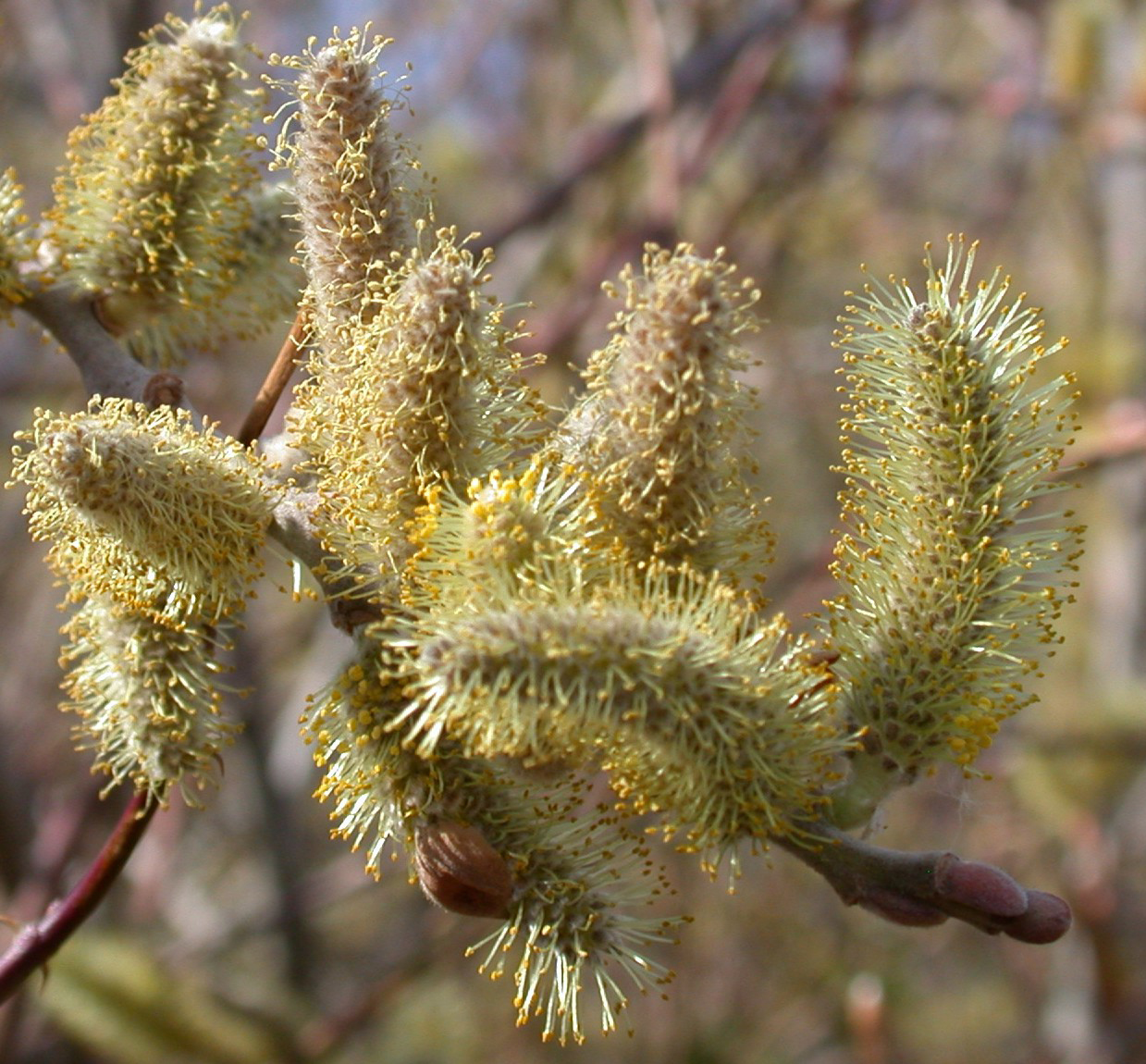 Common Native Trees